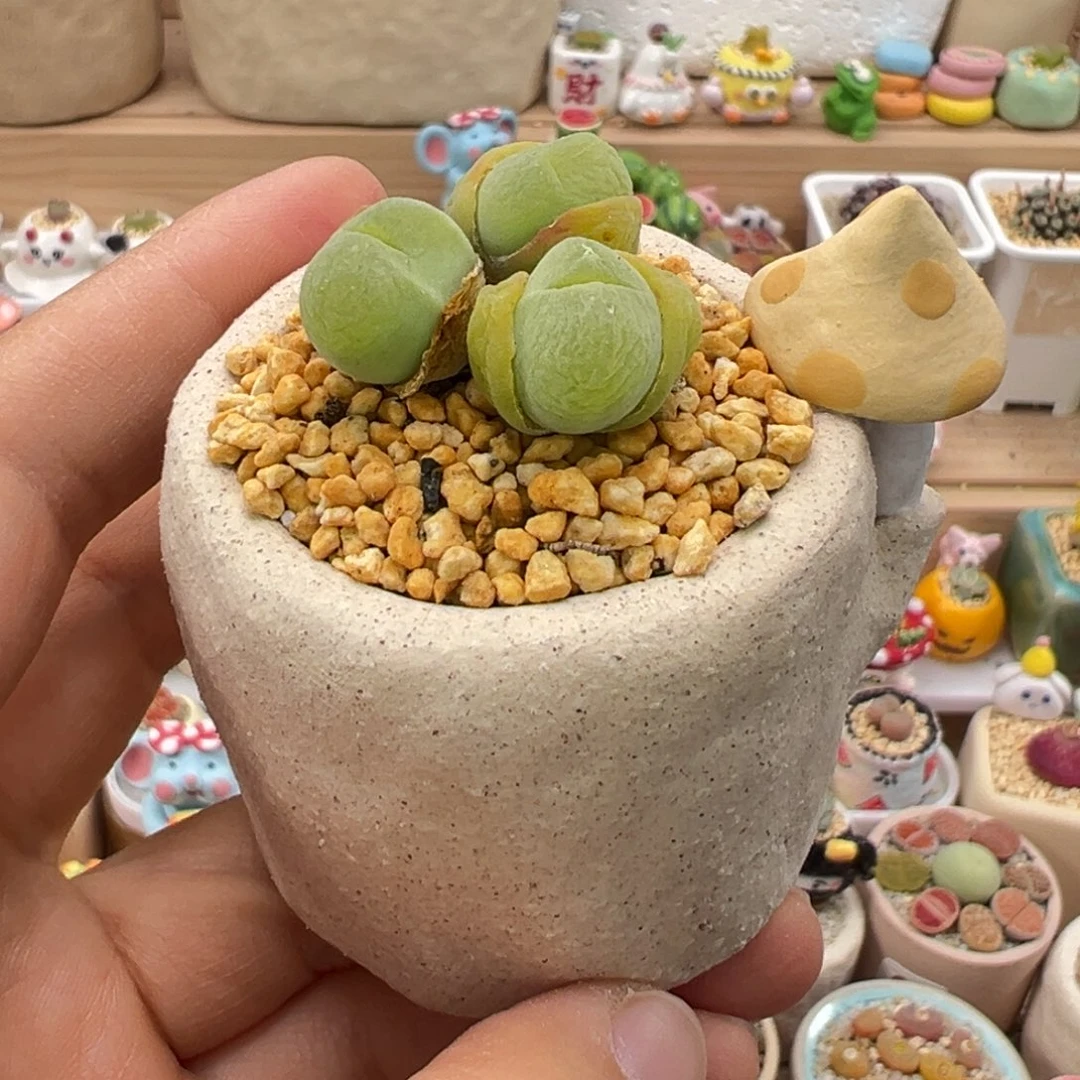 多肉植物74好毛翠滴