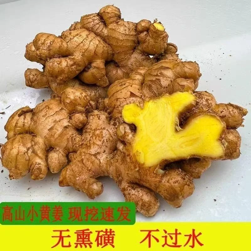 九妹甄选【精品（小黄姜）】天然植物草本养生