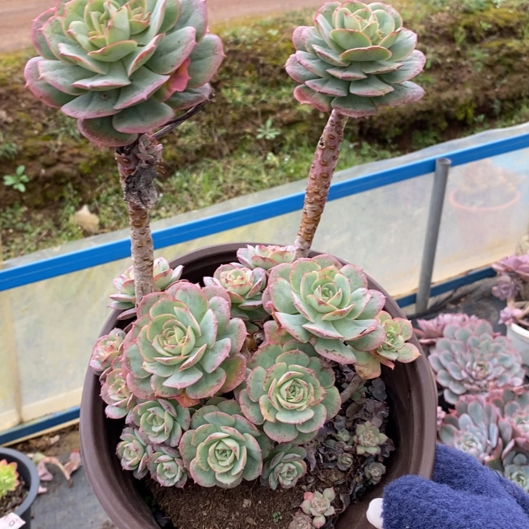 4744克罗地亚玫瑰一物一拍