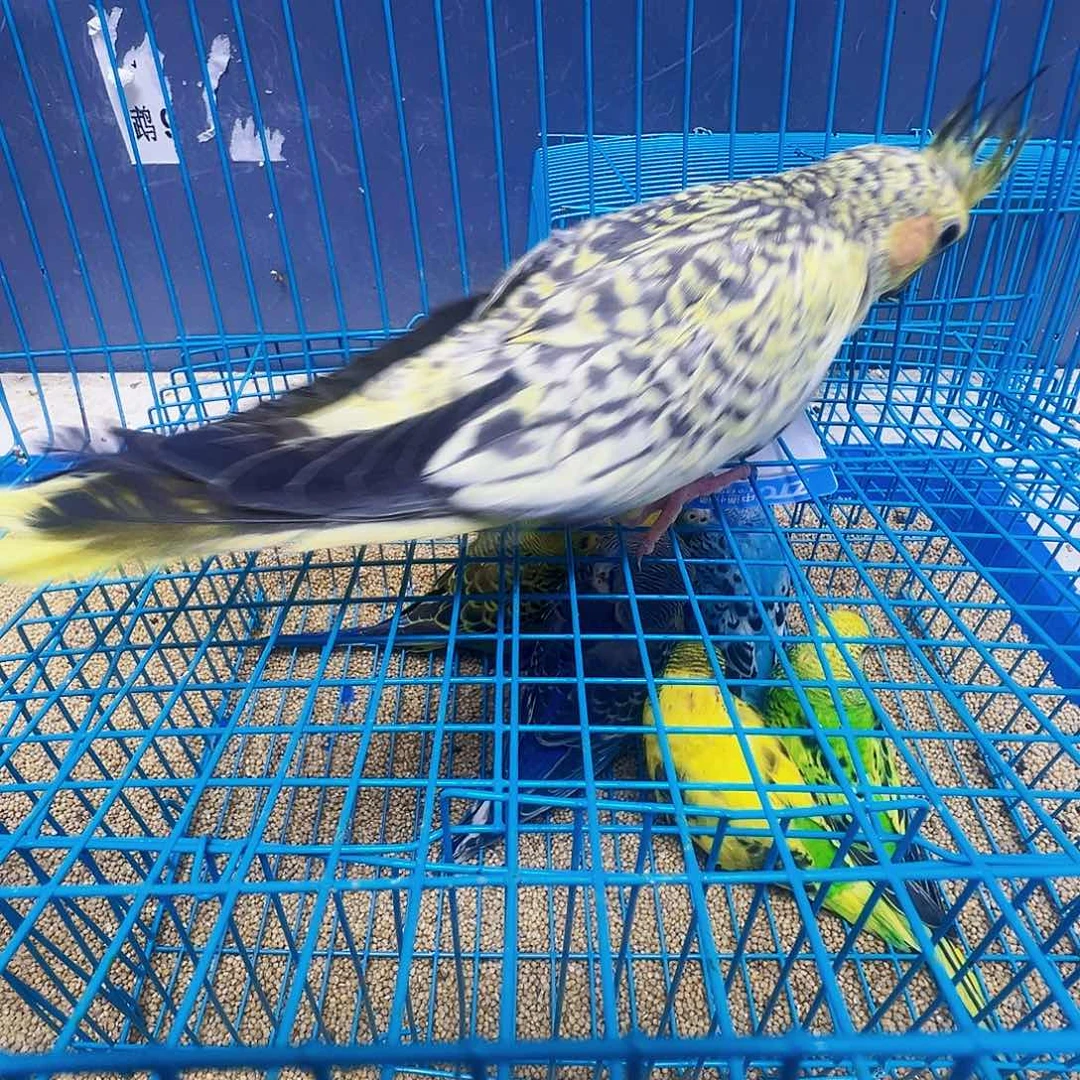 开***心玄凤鹦鹉/鸡尾鹦鹉微瑕疵一只