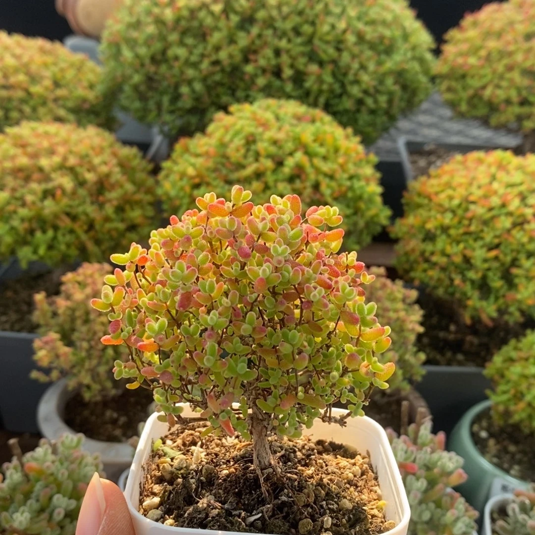 *****蜜橘糖球1992枝干番杏