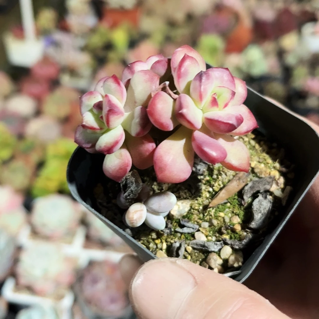 嘎*吖347多肉植物提取萃取剂中
