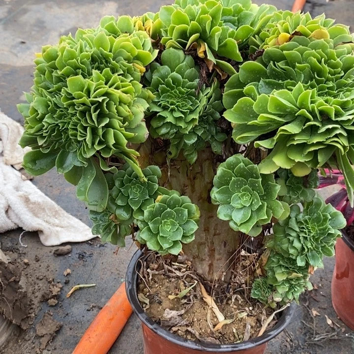 绿玫瑰缀4多肉植物法师法师