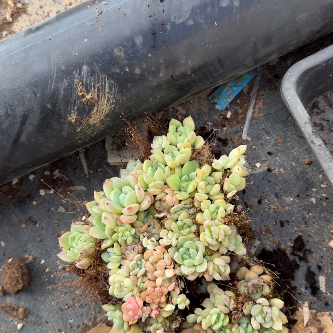 22-58宽叶美尼珍妮切糕一份量拍