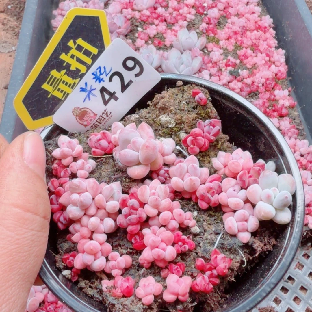 多肉植物多肉植物