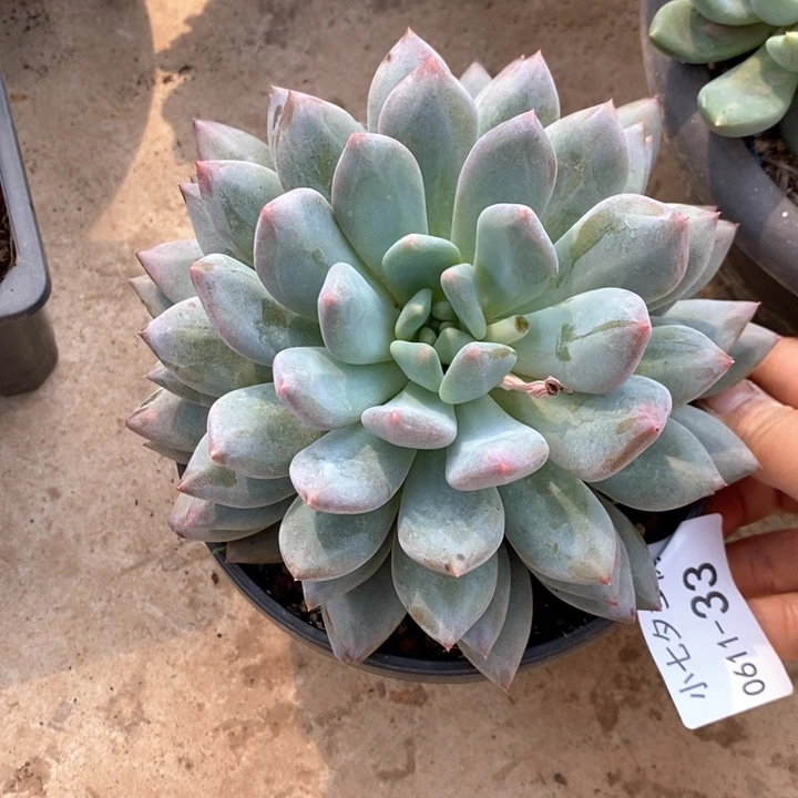 小七夕多肉米雪33