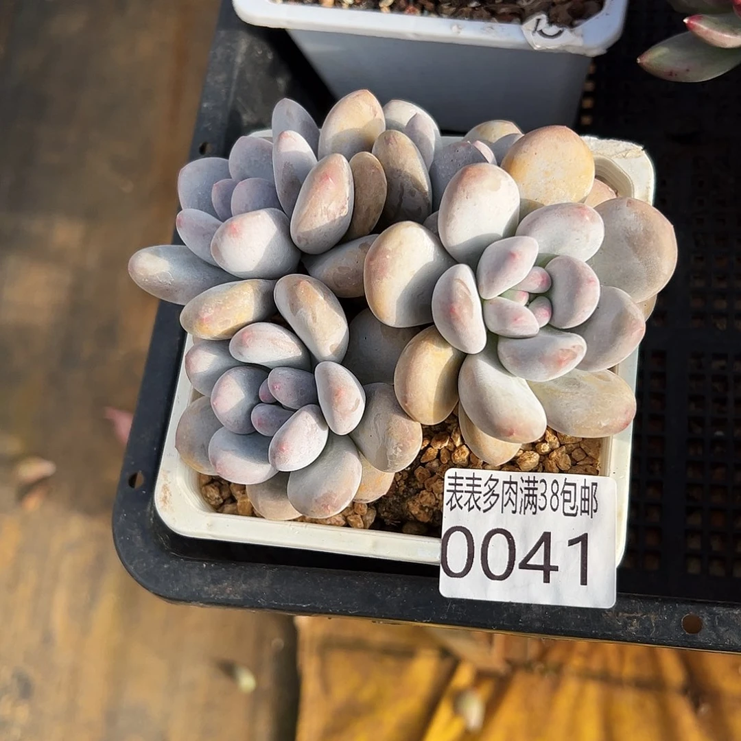 多肉一物一拍植物0041