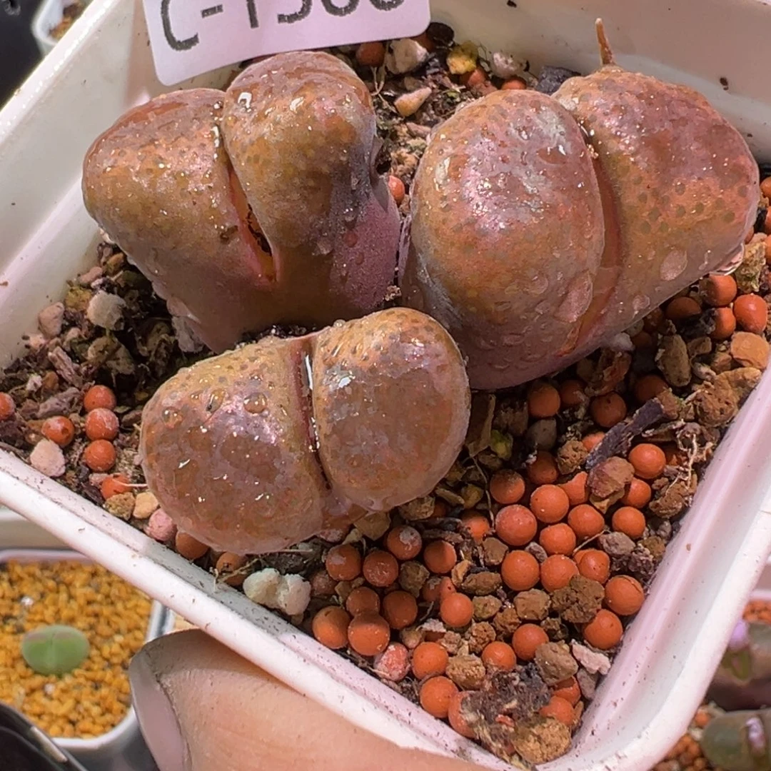 多肉植物1111111111111