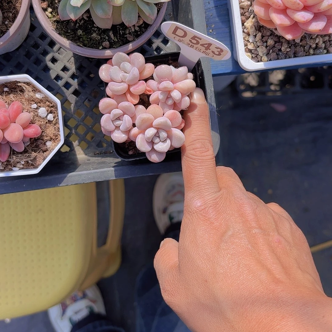 D543花瓣路一物一拍