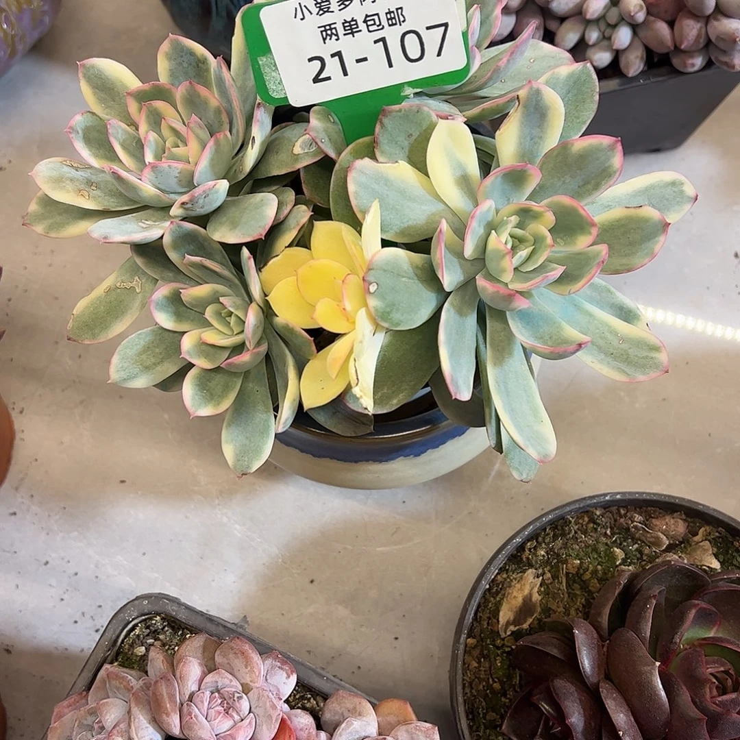 静***光多肉植物组合盆栽107