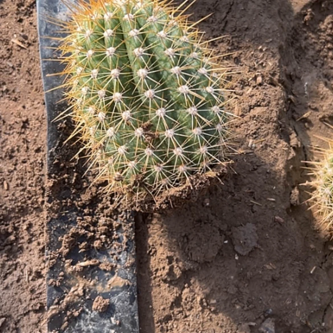 【闪购商品】春****@蒙娜丽莎有标记