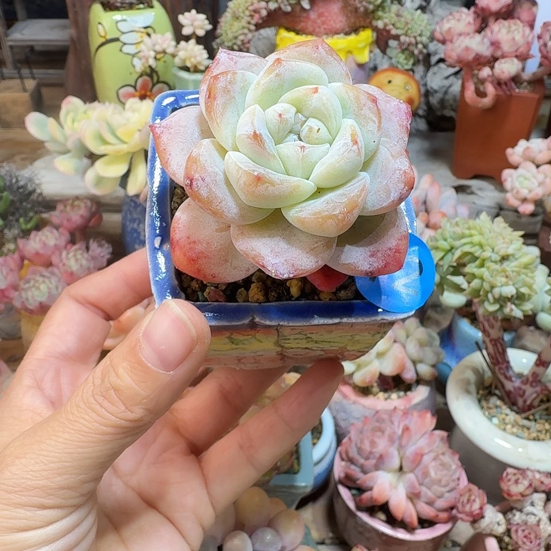 72 多肉含盆土 30元包邮非偏远