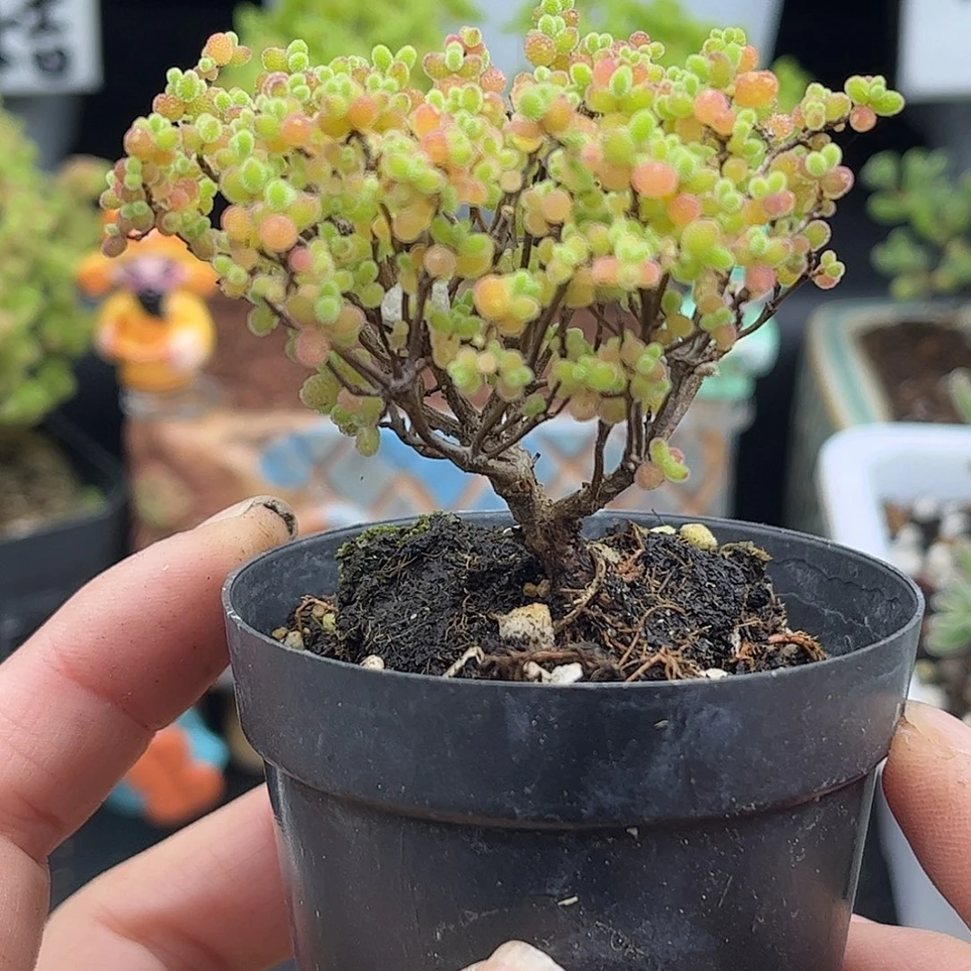 繁***星蜜桔糖球优选枝干番杏