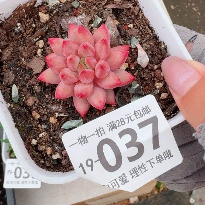 金鱼姬多肉多肉无盆土发货