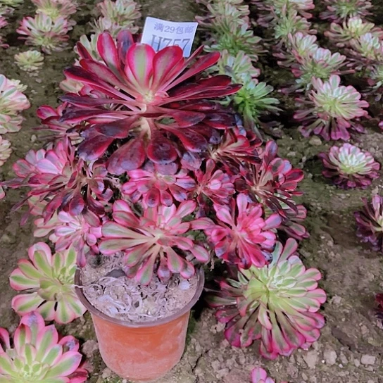 757香奈儿多肉植物