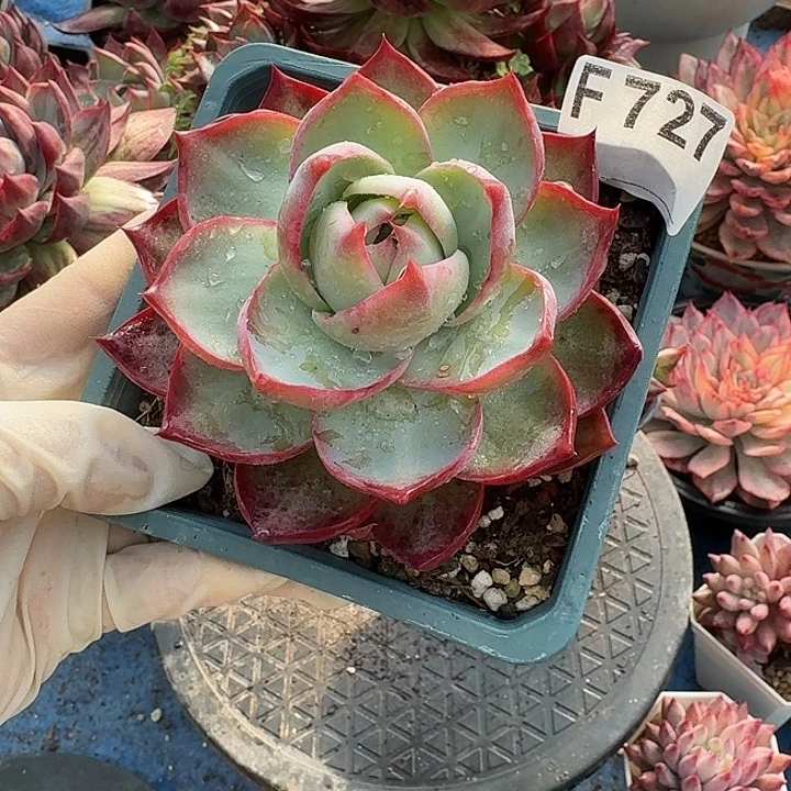 惊鸿惊鸿惊鸿 727..............