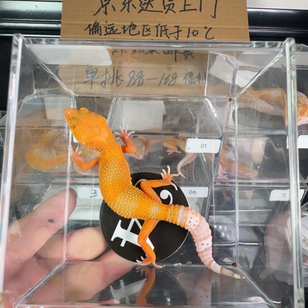 豹纹守宫雨水蜜橘妹妹