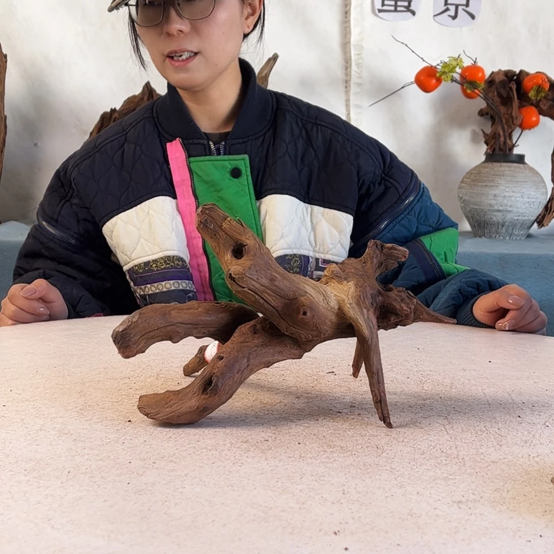 沉木造景寄居蟹造景