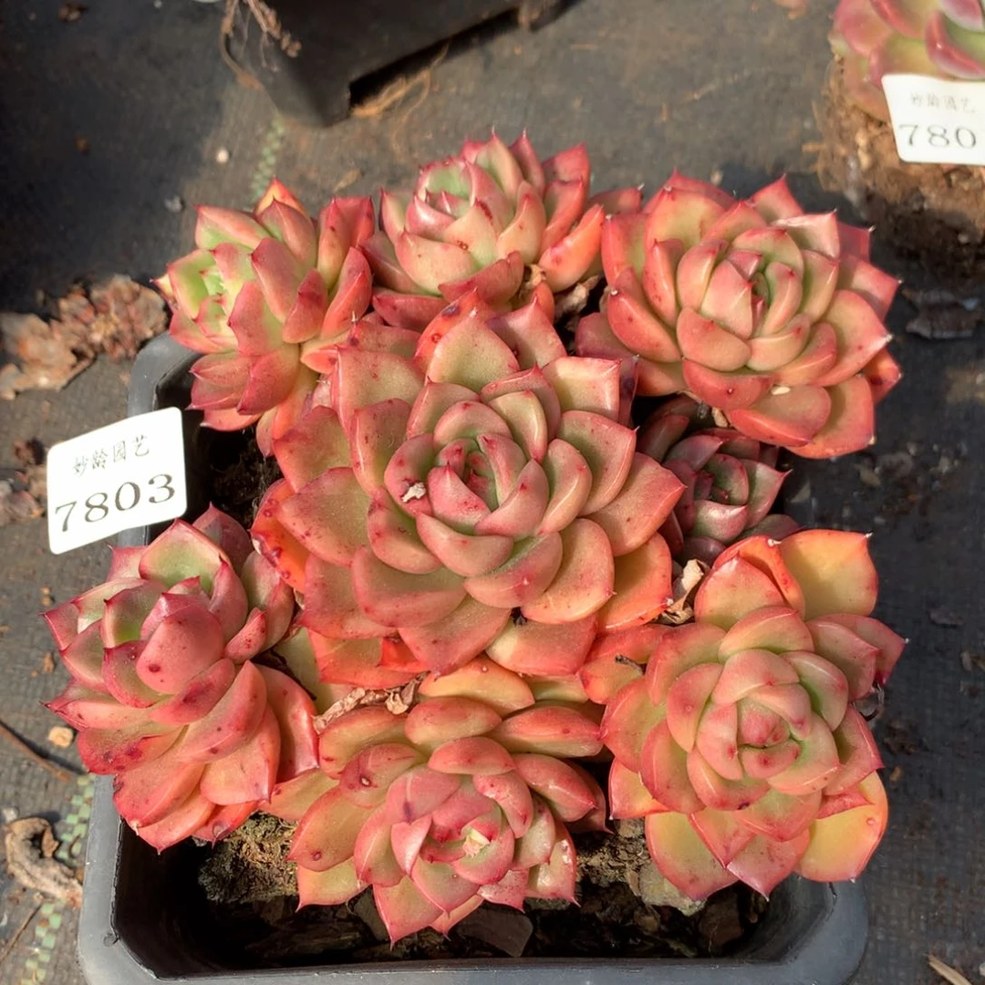 7803杂交多肉老桩