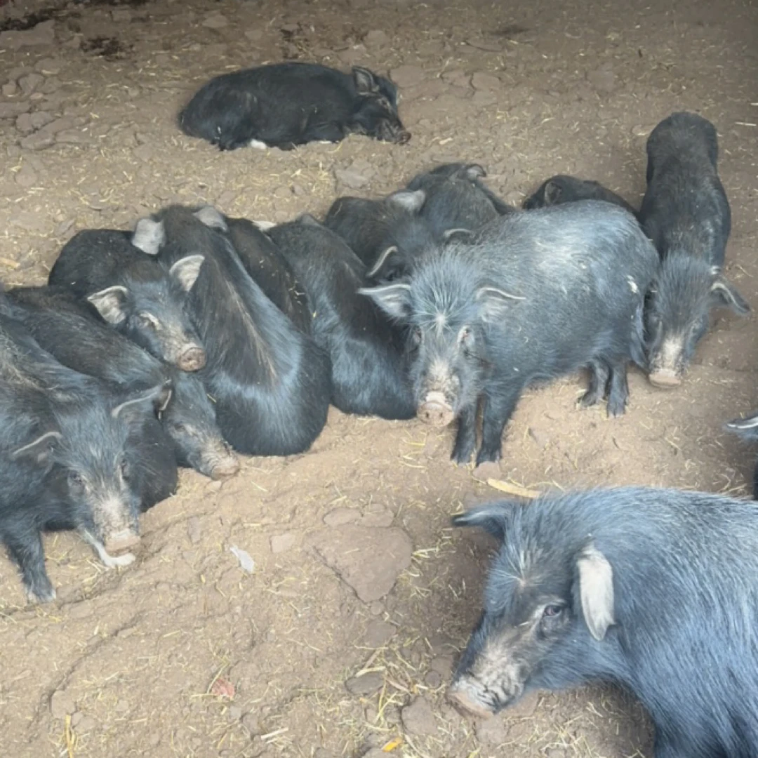 (直播间现称现改价)川西高原散养藏香猪现称一称一单