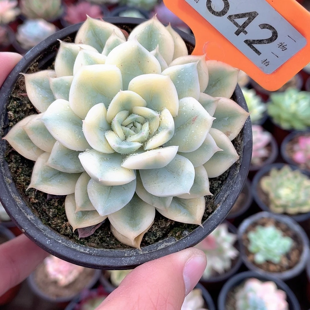 月亮仙子锦542号多肉