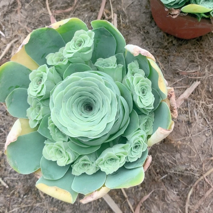 小情书玫瑰多肉群的65