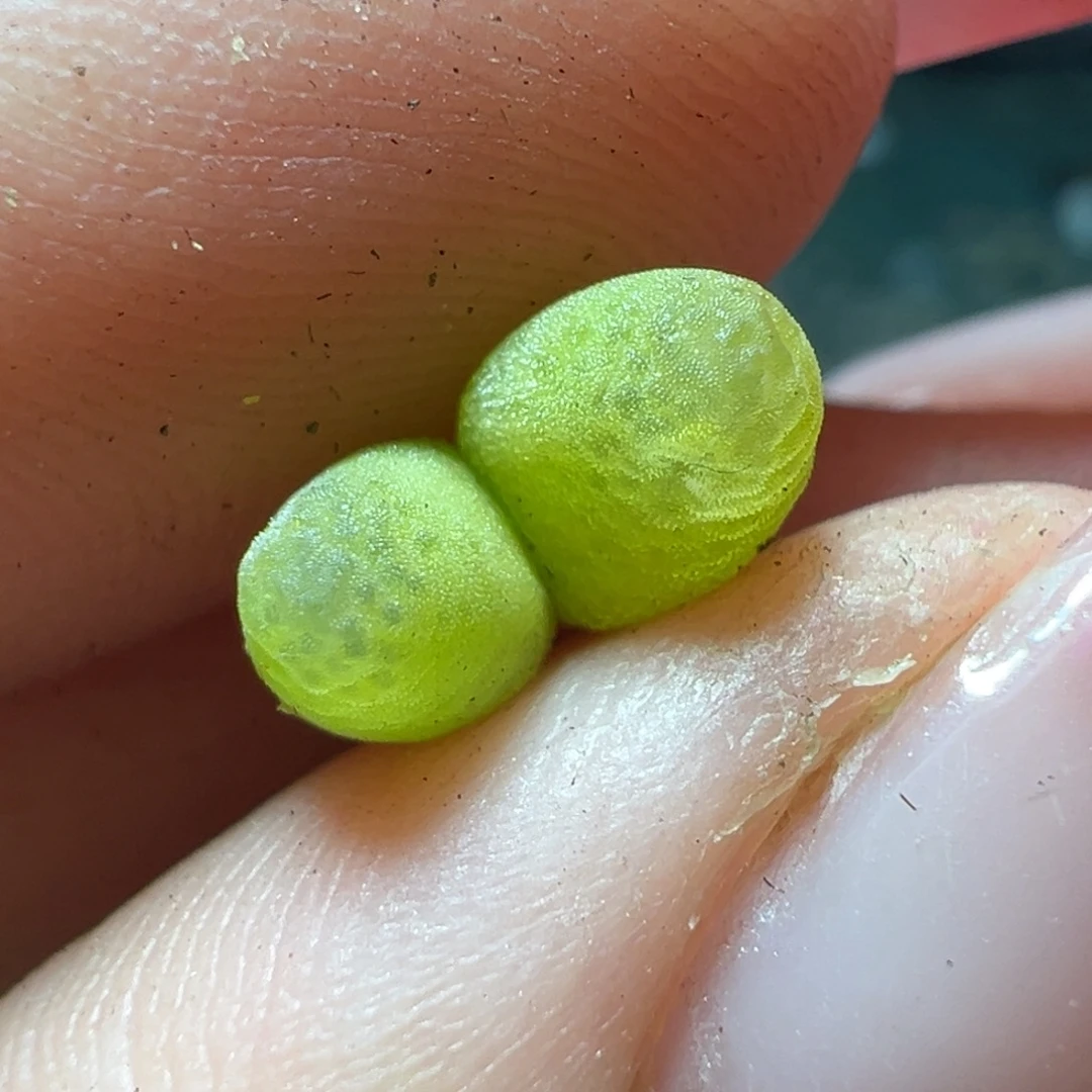 小粉杂玉米杂拉登多肉植物