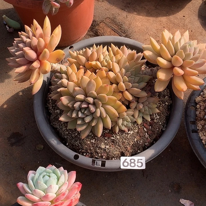 685象牙 一物一拍多肉