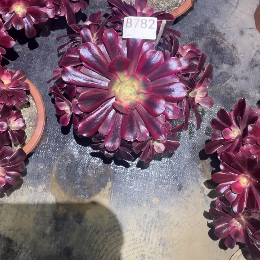 美杜莎多肉。    782