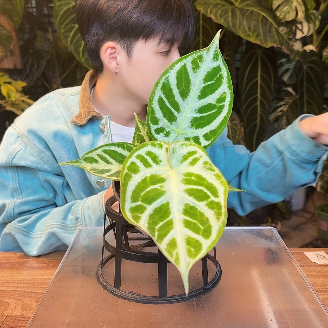 完全开放Y85银刷子