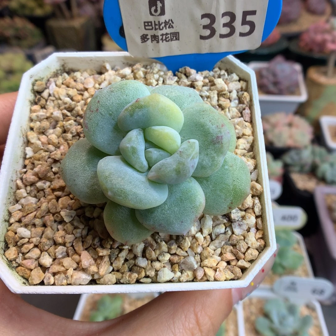 335黄锦冰玉石化多肉植物