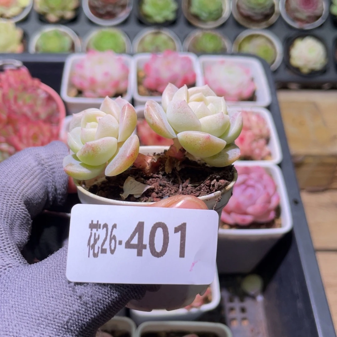 花利美26-401新品珍妮