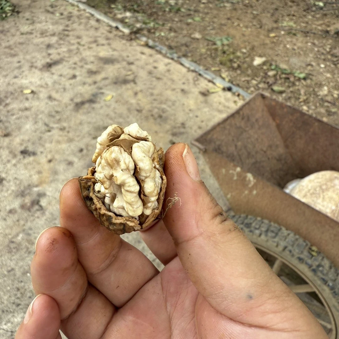 贵州老树湿核桃新鲜现摘油香营养坚果零食