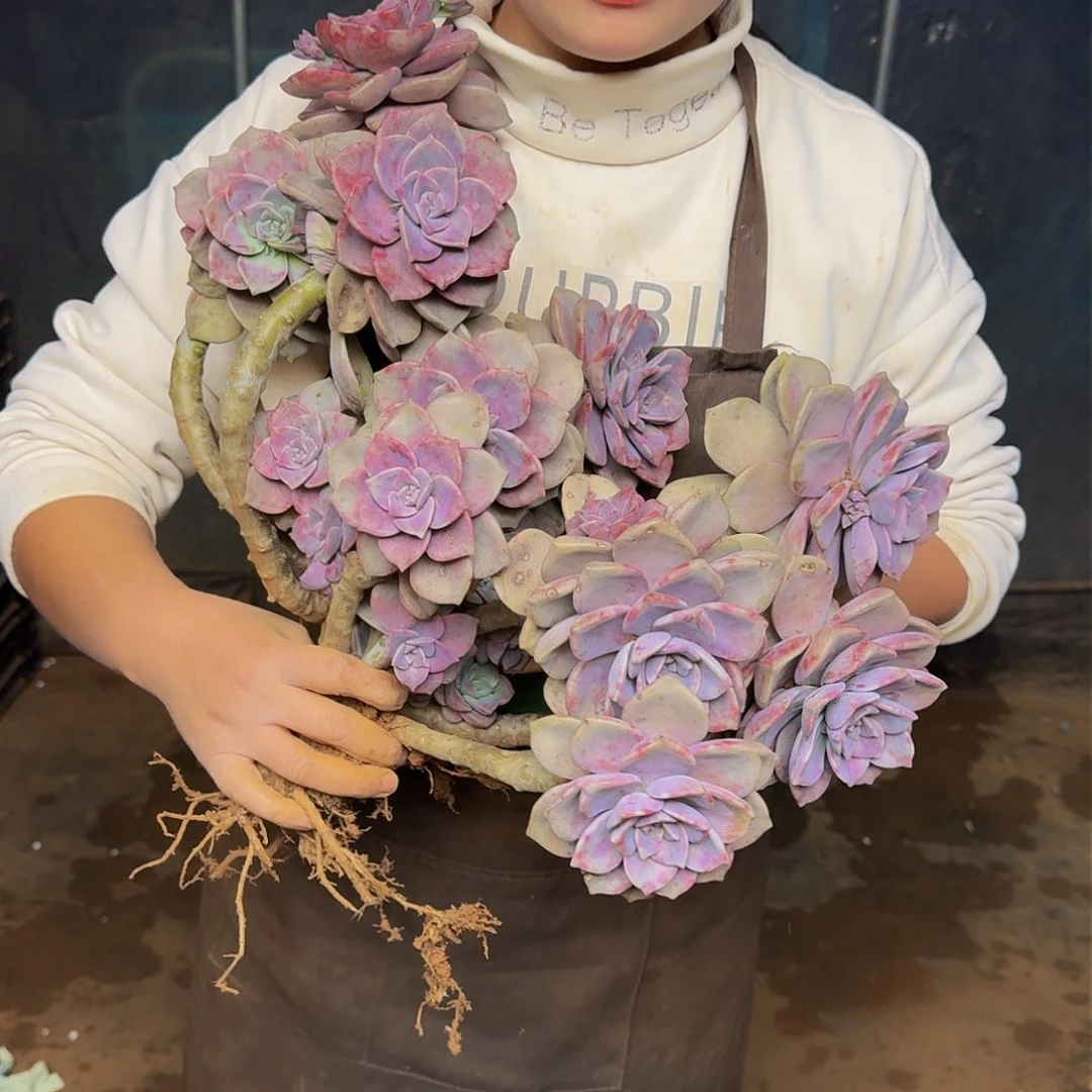 紫乐 一颗 断头断枝不包损