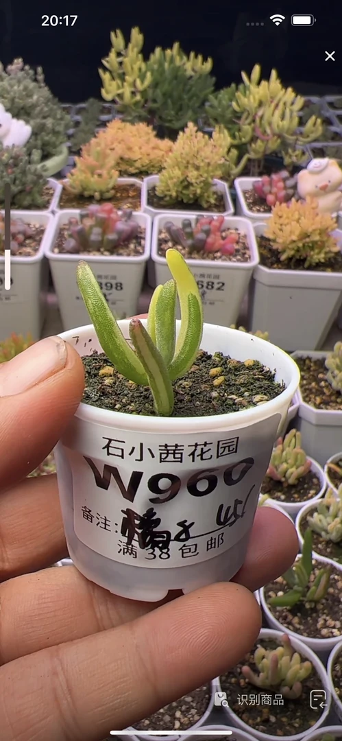 橘子-香蕉锦-多肉植物枝干番杏