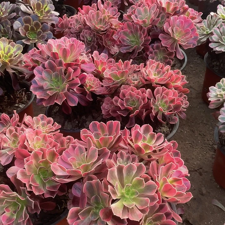 美杜莎脱土裸根发货