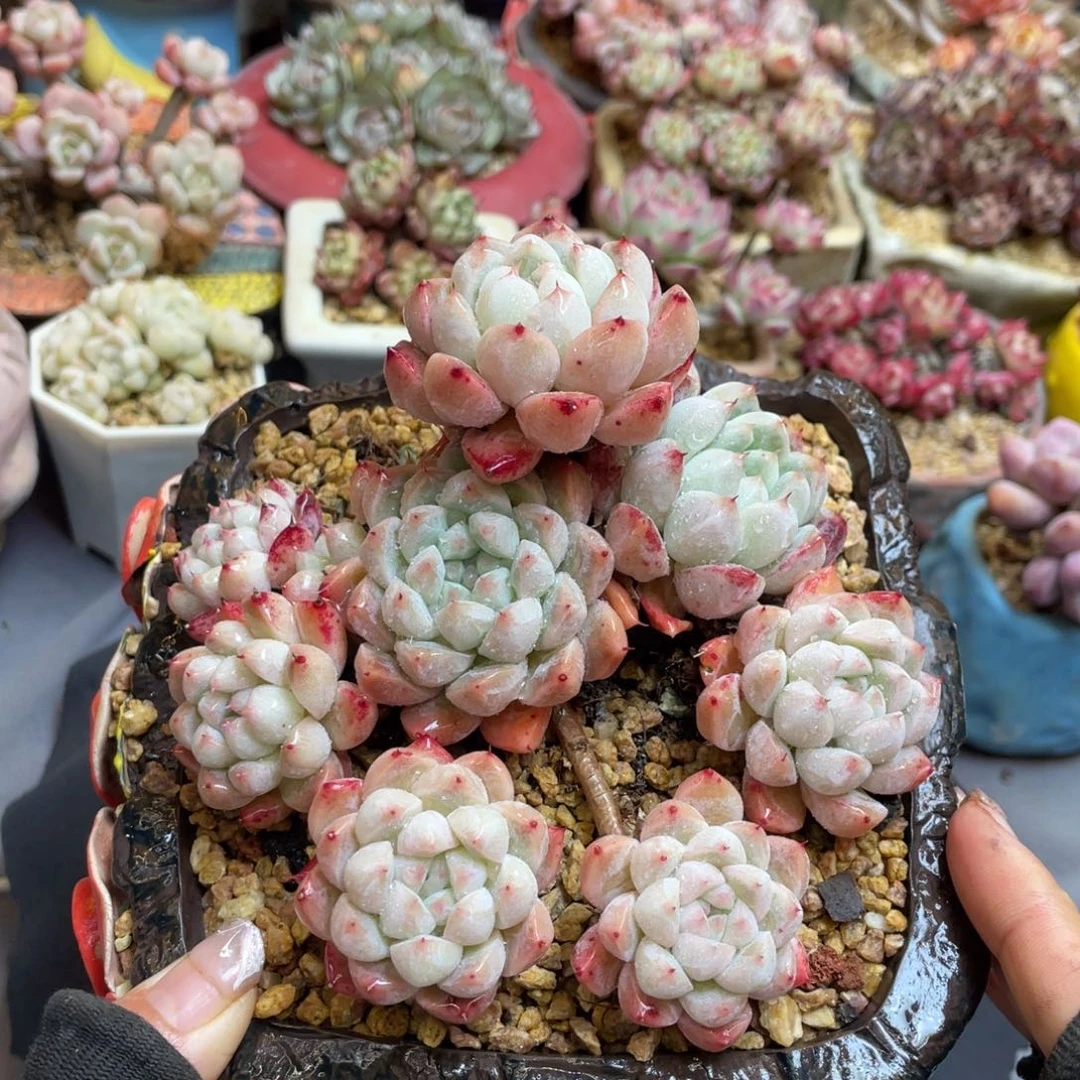 丸叶白底如梦令整装无砍