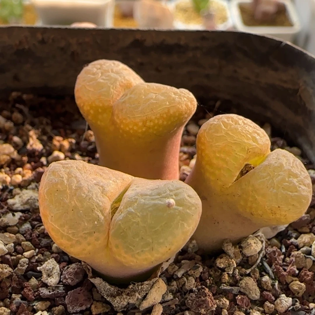 【闪购商品】g*f1360