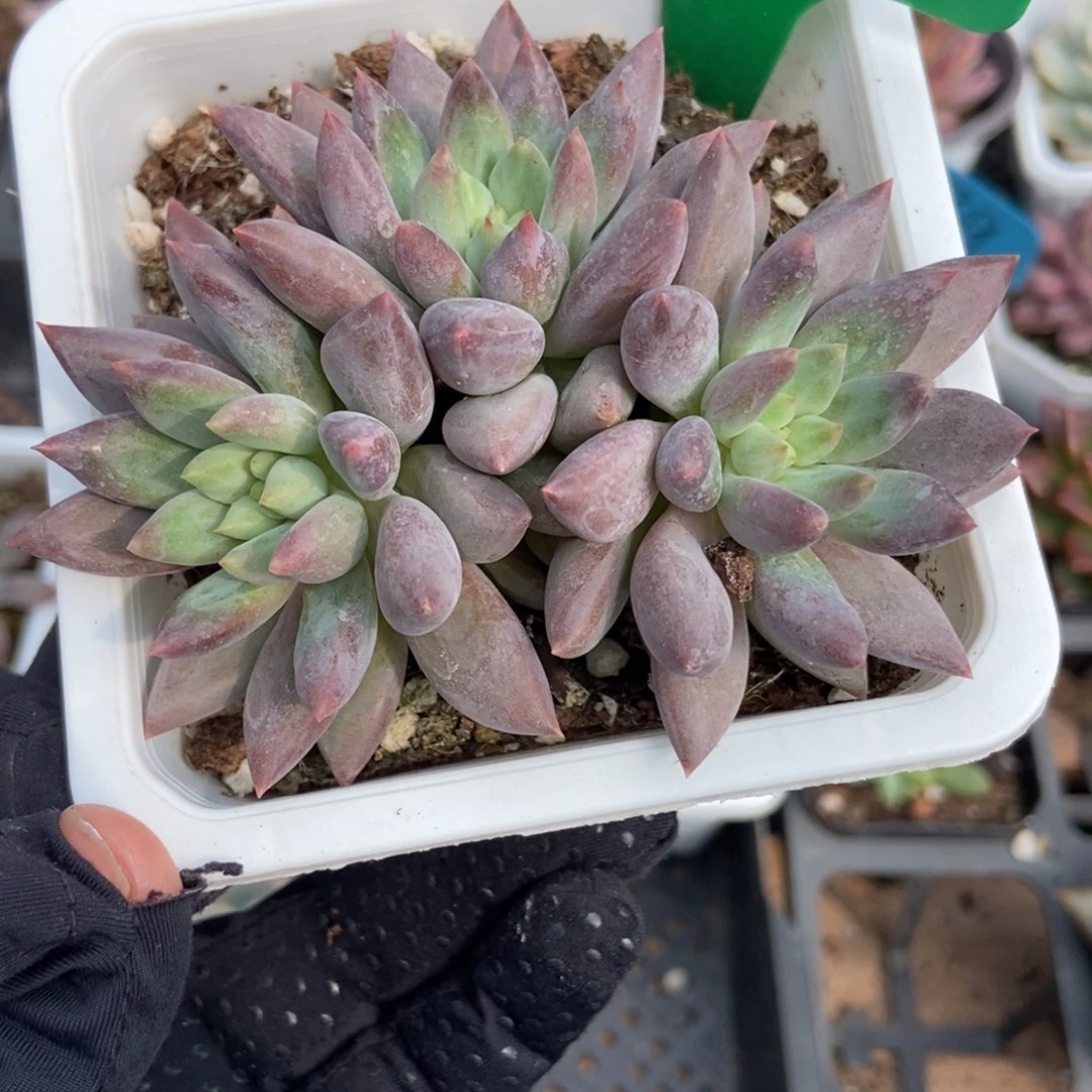 837车厘子多肉植物