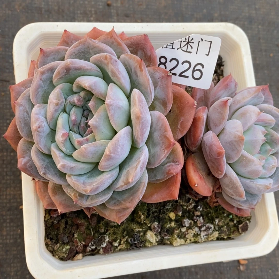 A***光杂交精品多肉8226~12厘米