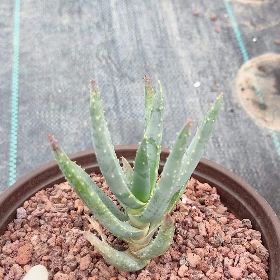 多肉植物二崎芦荟量拍