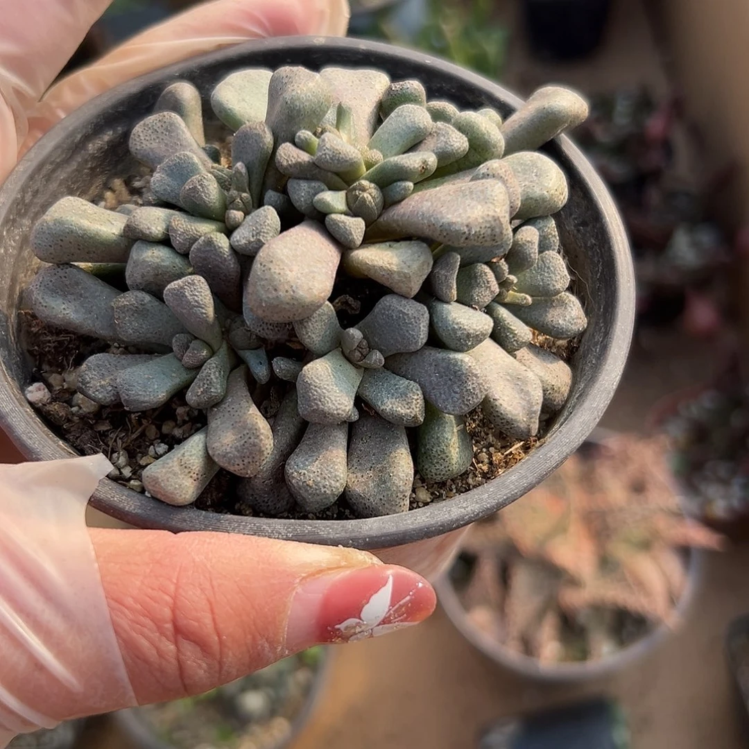 多肉植物唐扇开花