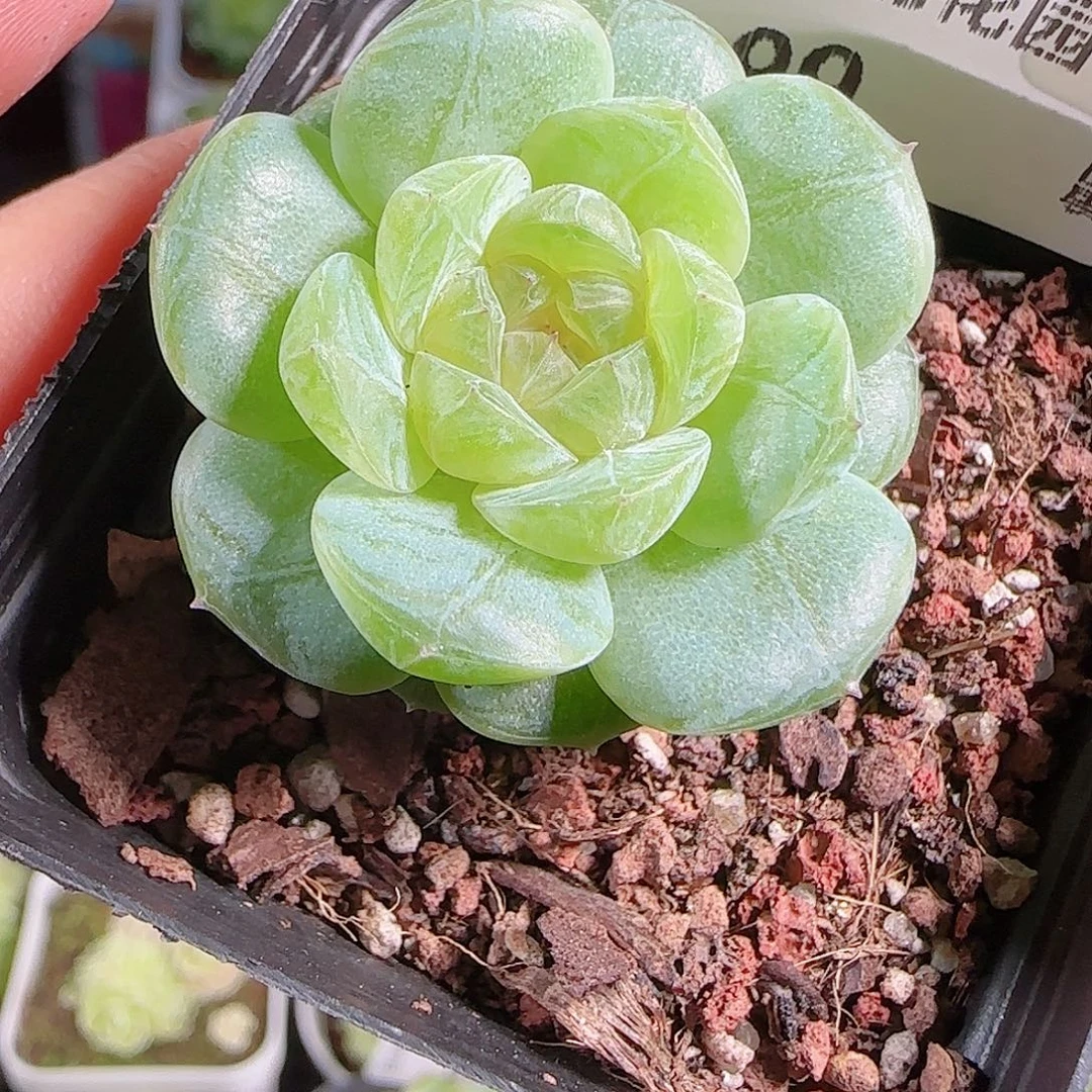 0927-99若梦优选不包整