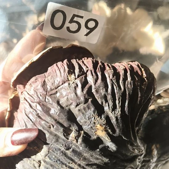风***顺鹿角鹿角鹿角鹿角鹿