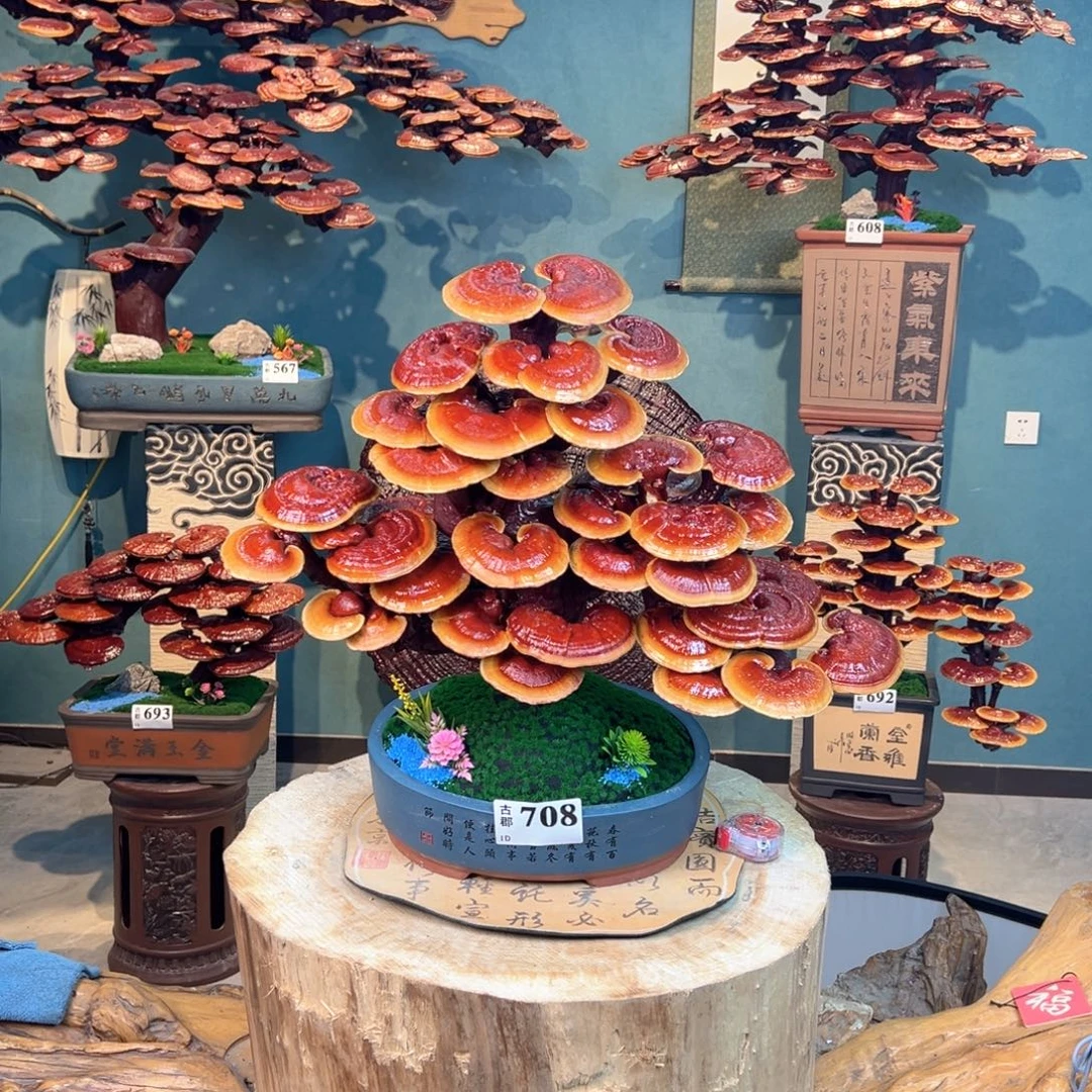 忆***排无花朵868888888888