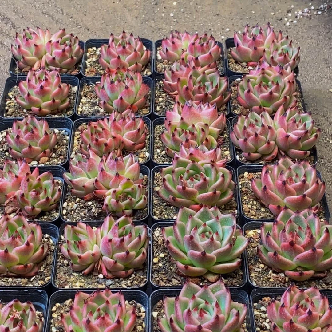 884的人在一起的时候就会