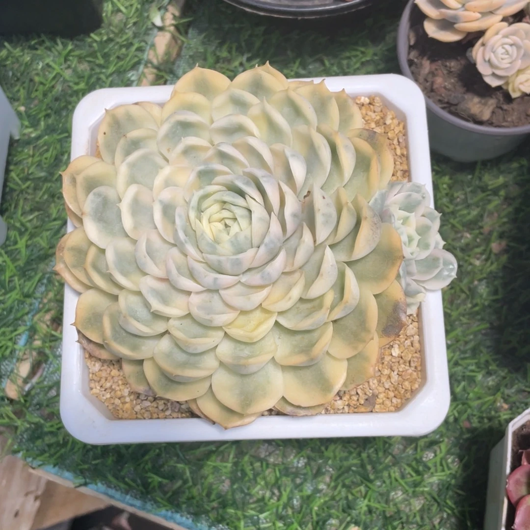 昂斯诺锦冠幅13 公分一物一拍