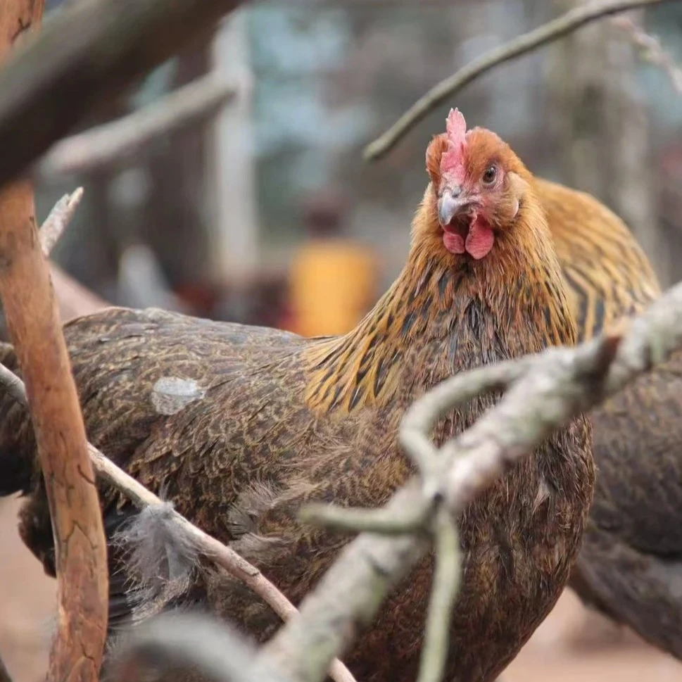 正宗散养大公鸡  粮食鸡 包谷鸡