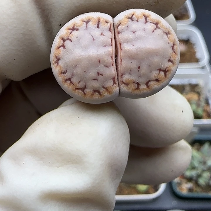 079福利福利福利