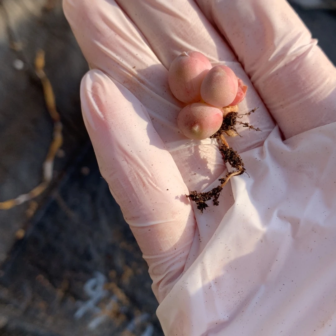 叶片可能有消耗瑕疵小屁桃